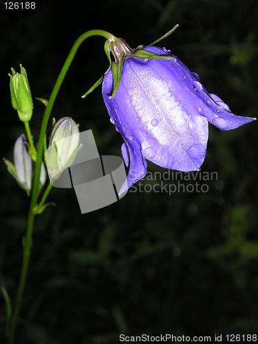 Image of blue flower with raindrops