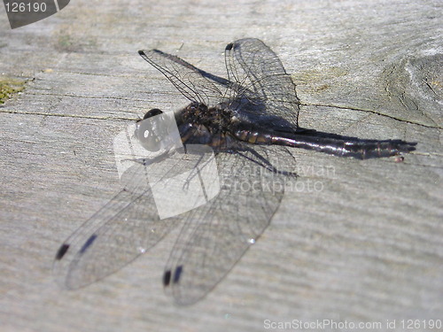 Image of dragonfly