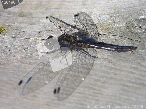 Image of dragonfly