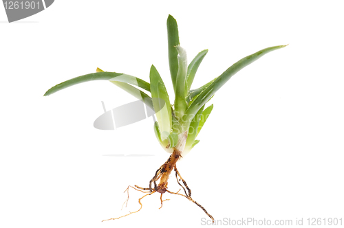 Image of Aloe vera - herbal medicine 