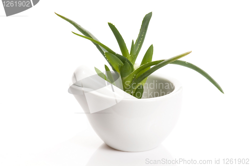 Image of Aloe vera - herbal medicine 