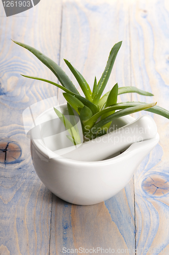 Image of Aloe vera - herbal medicine 