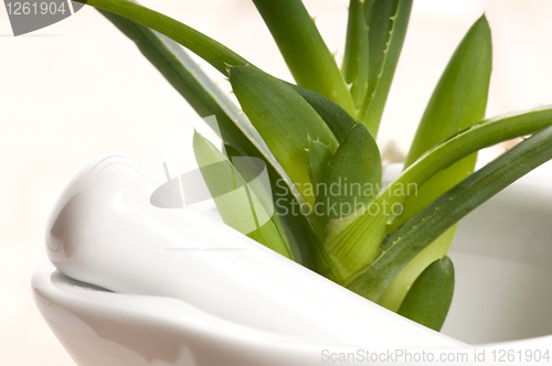 Image of Aloe vera - herbal medicine 