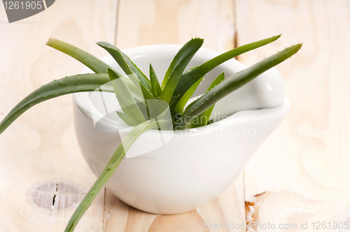 Image of Aloe vera - herbal medicine 