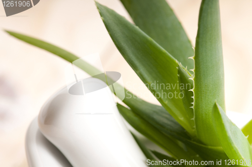 Image of Aloe vera - herbal medicine 