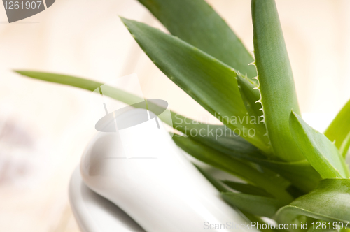 Image of Aloe vera - herbal medicine 