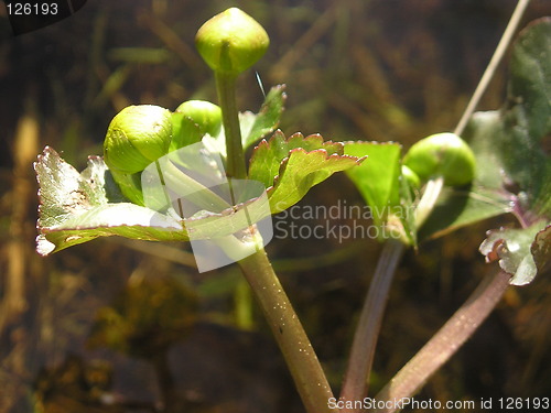 Image of a plant by the river