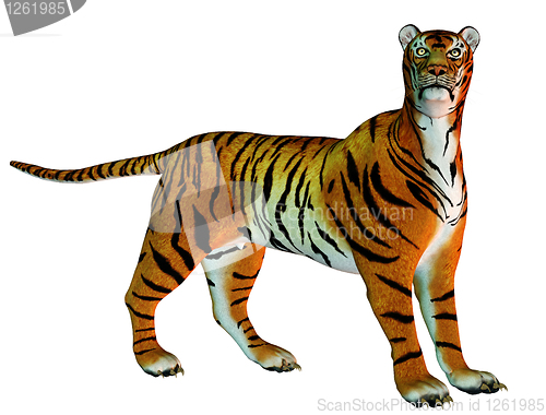 Image of Big cat tiger standing