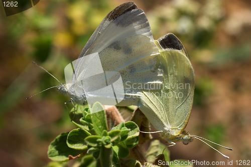 Image of Southern white butterflies mating