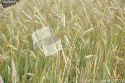 Image of Grain field background