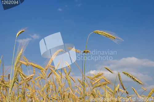 Image of Grain field