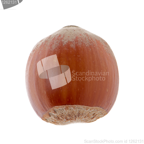 Image of Hazelnut