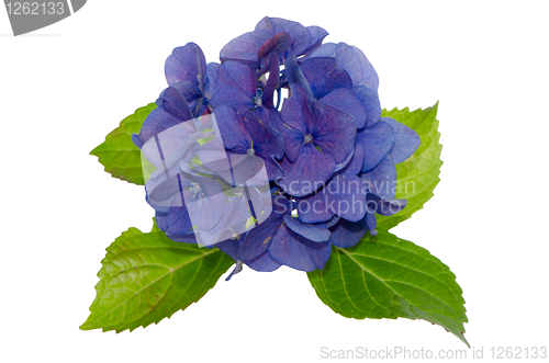 Image of Lacecap Hydrangea 