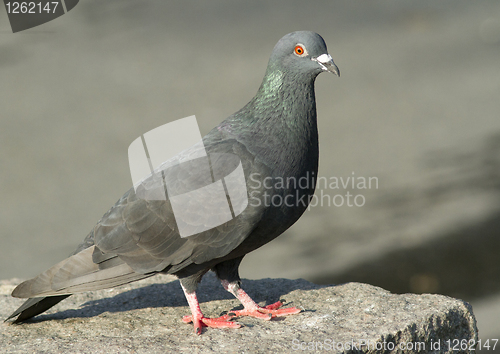 Image of Wood Pigeon 