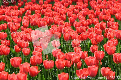 Image of beautiful red tulips