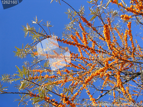 Image of sea buckthorn berries