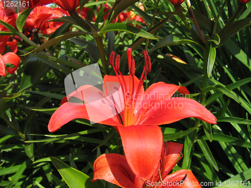 Image of beautiful red lily flower