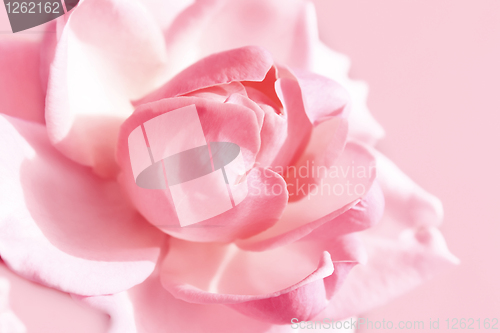 Image of gentle pink rose