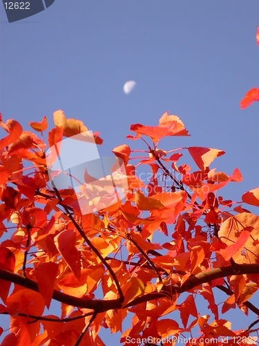 Image of Moon and Autumn Leaves