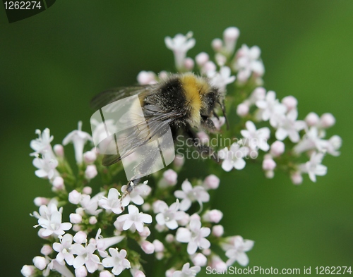 Image of Bumblebee