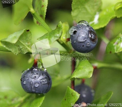 Image of Blueberries