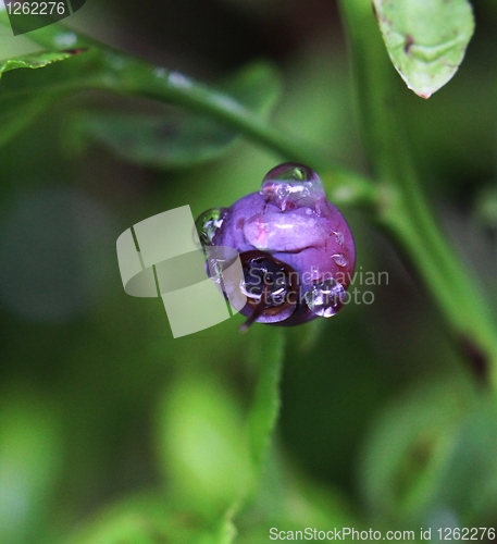 Image of Wet blueberry