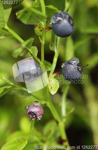 Image of Blueberries