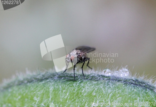 Image of Fly sitting a plant