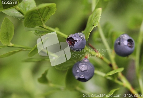 Image of Blueberries