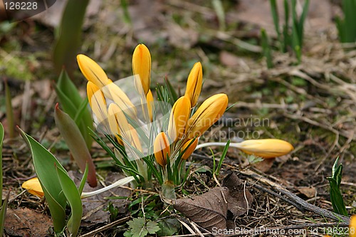 Image of crocuses