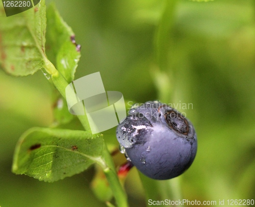 Image of Blueberry