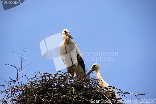 Image of Storks