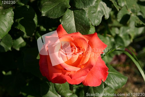 Image of rose