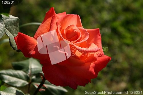 Image of rose