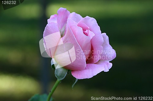 Image of rose