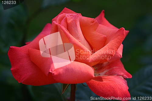 Image of rose