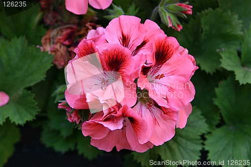 Image of geranium