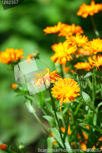 Image of Orange flowers