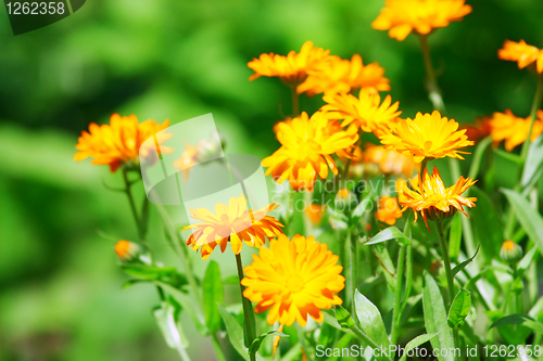Image of Orange flowers