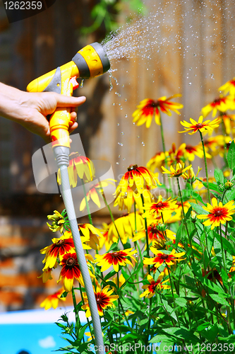 Image of Watering Flowers
