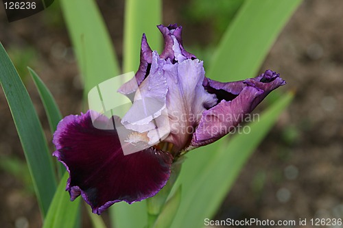 Image of the flower is getting to open