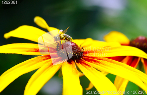 Image of Bee On Yellow Flower
