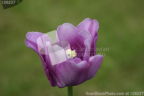 Image of tulip
