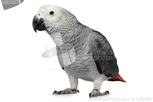 Image of parrot isolated on white