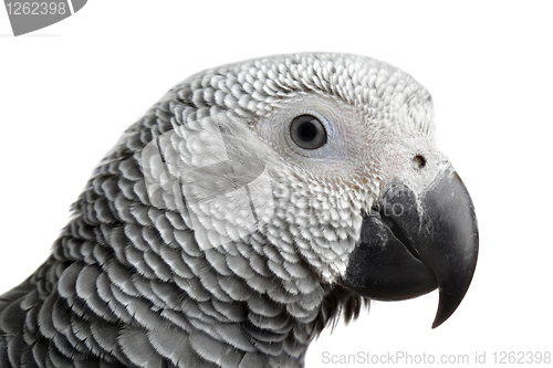 Image of parrot isolated on white