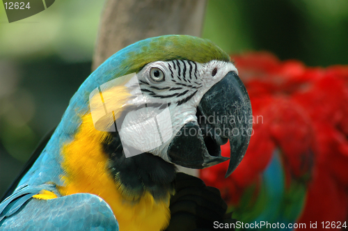 Image of Parrot Attitude