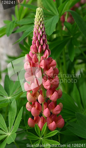 Image of lupinus