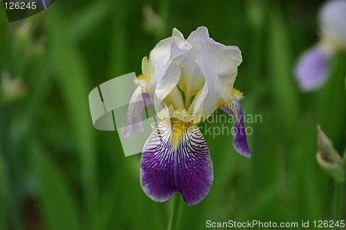 Image of iris