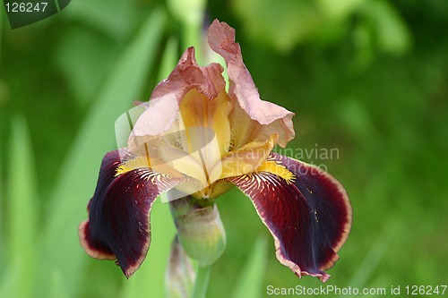 Image of iris