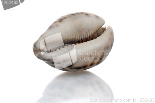 Image of Seashell with dark spots